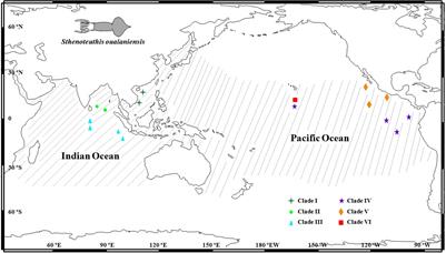 Biogeographic role of the Indonesian Seaway implicated by colonization history of purpleback flying squid, Sthenoteuthis oualaniensis (Lesson, 1830), in the Indo-Pacific Ocean